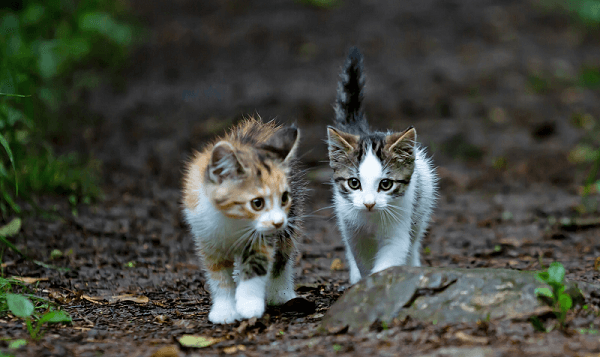 Two kittens walking along together, representing kittenfishing
